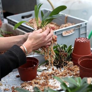 Rempotage des orchidées : image à la une