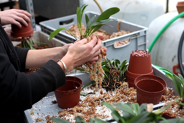 Rempotage des Masdevallia