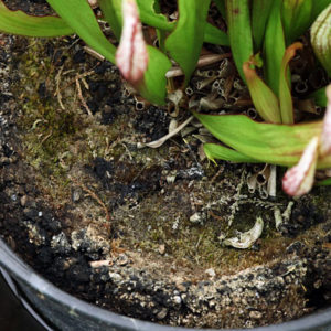 Dans quels cas rempoter une plante carnivore ? : image à la une