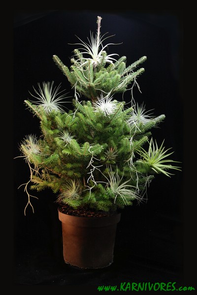 Le sapin aux tillandsias