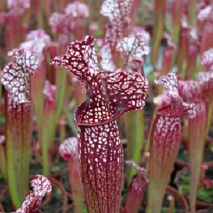 Entretien et culture des Sarracenia
