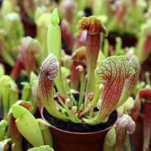 Sarracenia