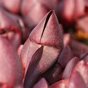 Sarracenia