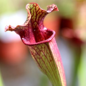 Sarracenia