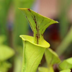 Sarracenia