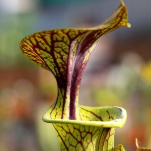 Sarracenia