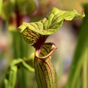Sarracenia