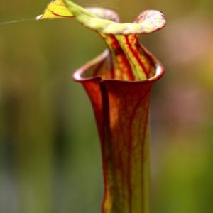 Sarracenia