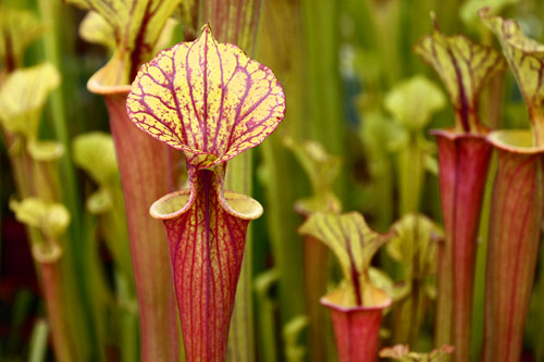 Sarracenia et frelon asiatique