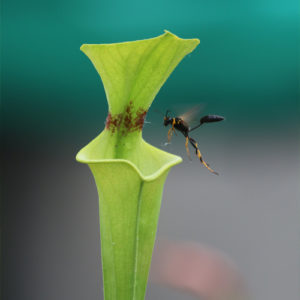 Géométrie et capture des proies chez les plantes carnivores : image à la une