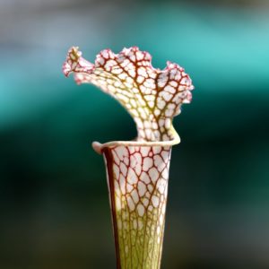Sarracenia