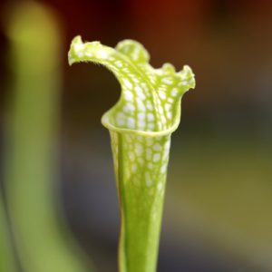 Sarracenia