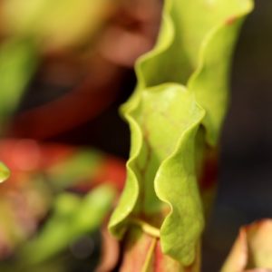 Sarracenia
