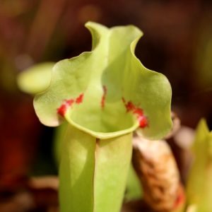Sarracenia