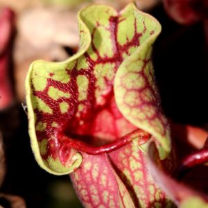 Sarracenia