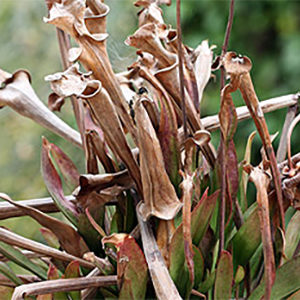 Sarracenia : repartir sur de bonnes bases : image à la une
