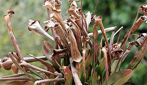 Sarracenia séchée
