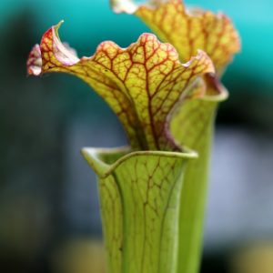 Sarracenia