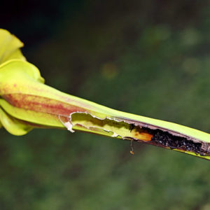 Une plante carnivore qui attise les convoitises : image à la une