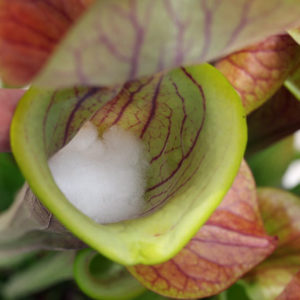Préserver les pièges de Sarracenia : image à la une