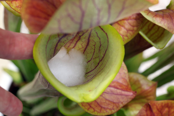 Sarracenia et coton
