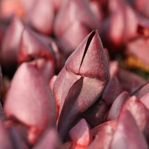 Lumière sur Sarracenia x courtii : image à la une