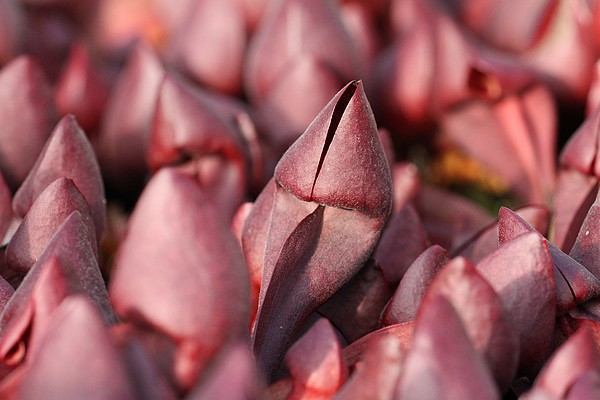 Pièges de Sarracenia x courtii en plein hiver
