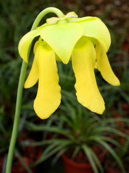Fleur de Sarracenia flava