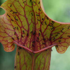Irrésistible ! : image à la une