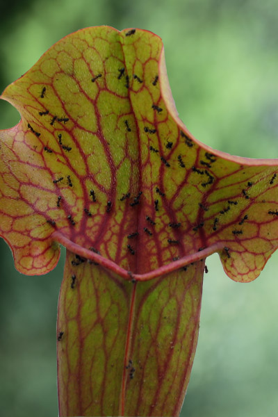 Fourmis récoltant du nectar de Sarracenia