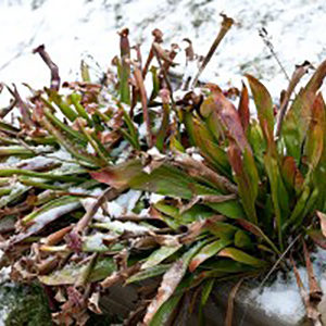 L’hiver, saison difficile pour les plantes carnivores ? : image à la une