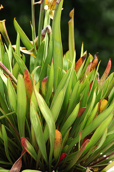 Phyllodes de Sarracenia