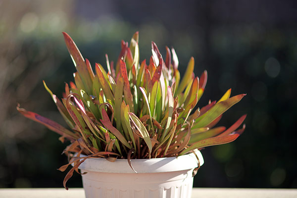 Sarracenia : Les feuilles encore en bon état peuvent être gardées, pour donner un bel aspect touffu à la potée, une fois les nouvelles urnes sorties.