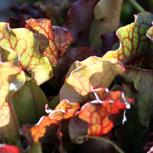Les plantes carnivores en automne : image à la une