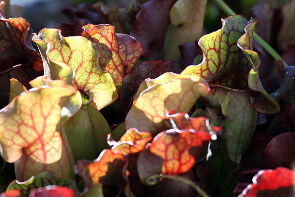Les urnes de Sarracenia purpurea sont parmi les plus solides        et les plus durables : la plupart persiste tout l’hiver.