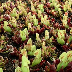Sarracenia purpurea : croissance spectaculaire : image à la une