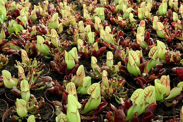 Sarracenia purpurea en pleine croissance