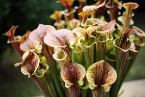 Sarracenia en culture
