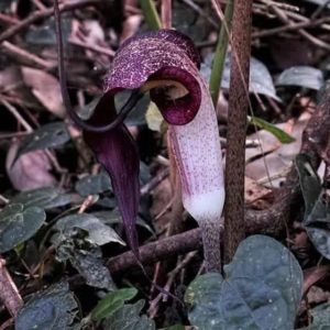 Interaction inattendue entre Sarracenia purpurea et pollinisateur : image à la une