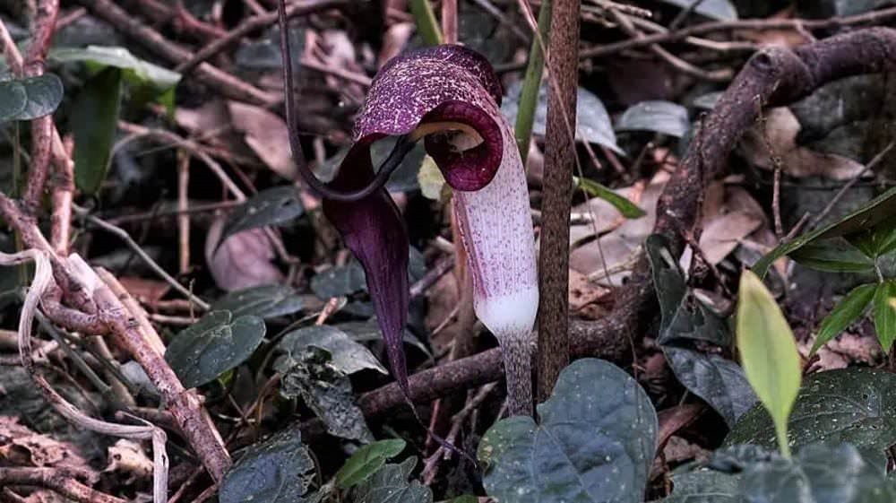 Sarracenia purpurea Arisaema thunbergia