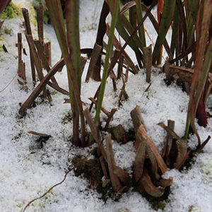La neige comme isolant : image à la une