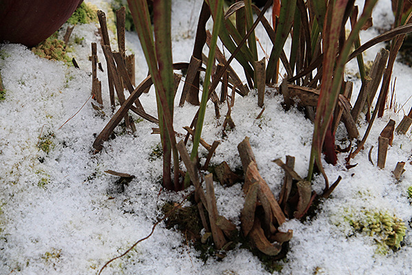 Une fine couche de neige suffit !