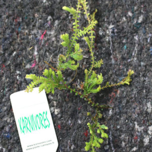Selaginella