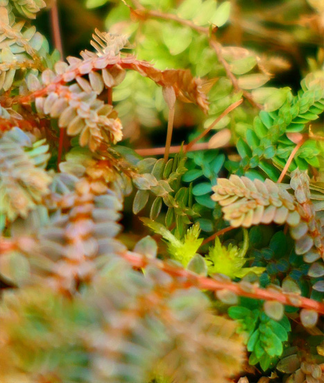 Selaginelle uncinata, idéale pour un terrarium en xaxim