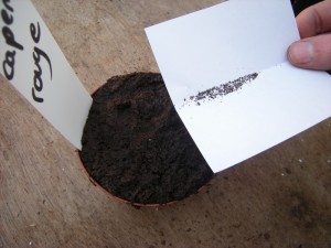 Graines de Drosera capensis : placez-les sur une feuille de papier et saupoudrez directement sur la tourbe humide.