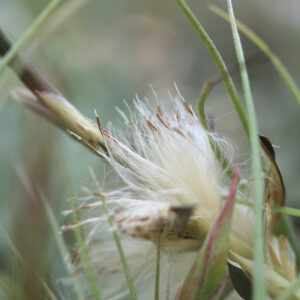 Semis de Tillandsia : guide complet pour réussir vos graines : image à la une