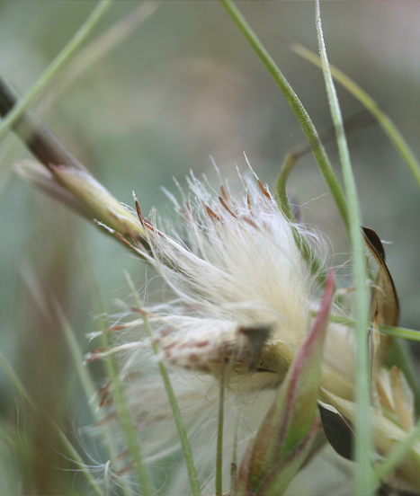 Les graines de Tillandsia sont équipées de filaments soyeux qui facilitent leur dispersion par le vent dans leur habitat naturel.
