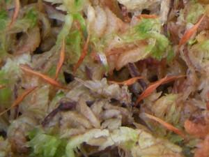 Graines de Nepenthes smilesii fraîchement semées sur de la sphaigne