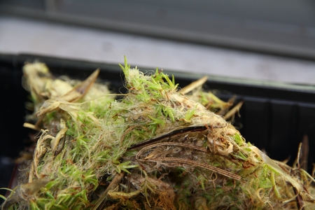 semis de tillandsia à la lumière et au chaud
