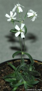 Une plante renaît à partir de tissus vieux de 32000 ans : image à la une